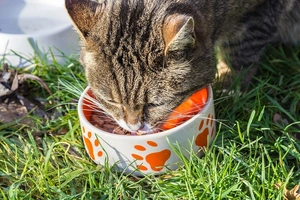 Najbolja hrana za mačke - Iskustva vlasnika i preporuke