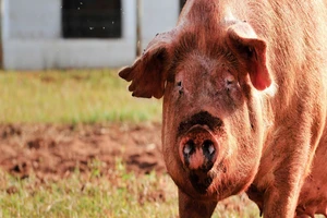Ministarstvo poljoprivrede izdvaja 500 miliona dinara za borbu protiv Afričke kuge svinja