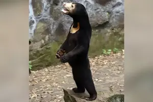 Zoološki vrt u istočnoj Kini ubeđuje posetioce da su njihovi medvedi-sunčevi pravi