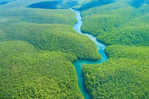 Dramatičan pad krčenja suma u Amazoniji