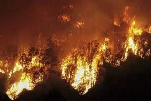 POZAR BUKNUO NA HALKIDIKIJU: Vatrogasci se bore sa plamenom na Sitoniji!