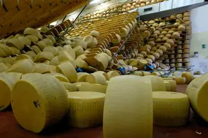 25.000 Kolutova sira se srušilo jedna osoba poginula