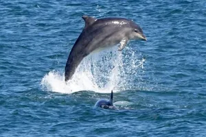 Delfini se pojavili u crnogorskom zalivu i oduševili posmatrače(VIDEO)