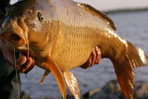 Ljubitelji ribolova otkrivaju tajne uspešnog hvatanja šarana na Dunavu