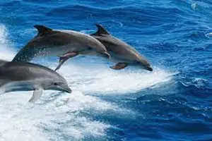 Magičan prizor u Jadranskom Moru: Jato Delfina prati camac(VIDEO)