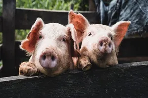 Uspešno zaustavljeno širenje Afričke kuge svinja u Srbiji,potvrdila ministarka poljoprivrede